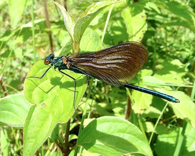 beautiful demoiselle